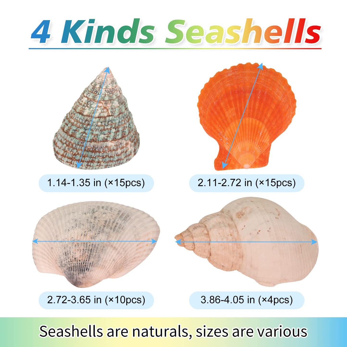 44PCS 4 Kinds Mixed Seashells for Painting - Arts and Crafts,Shell Painting Crafts