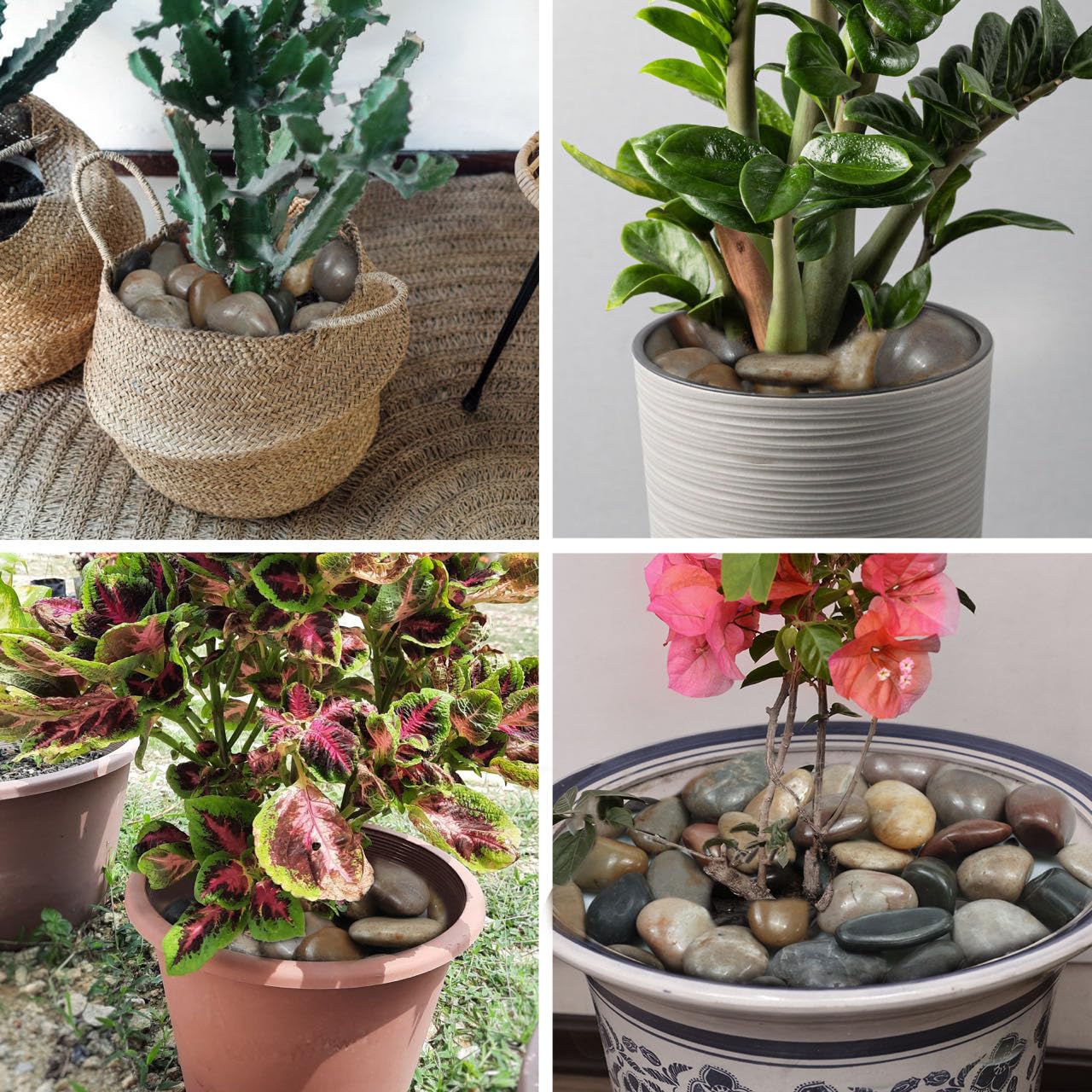 Rain Forest Mixed River Rocks for Landscaping-Polished Pebbles for Plants-Garden Decorative Stones-1-2" Large Plant Rocks,Ideal for Aquarium, Home Decor