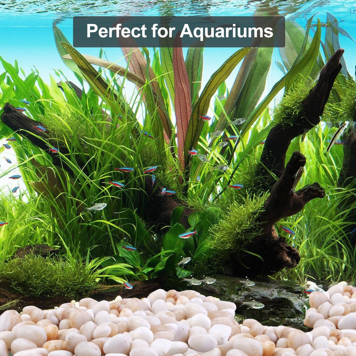Cream White Decorative Pebbles for Plants- River Rocks for Outdoor Landscaping- 0.3"-0.8" inch High Polished Stones for Aquarium, Terrarium,Vases, Home Decor