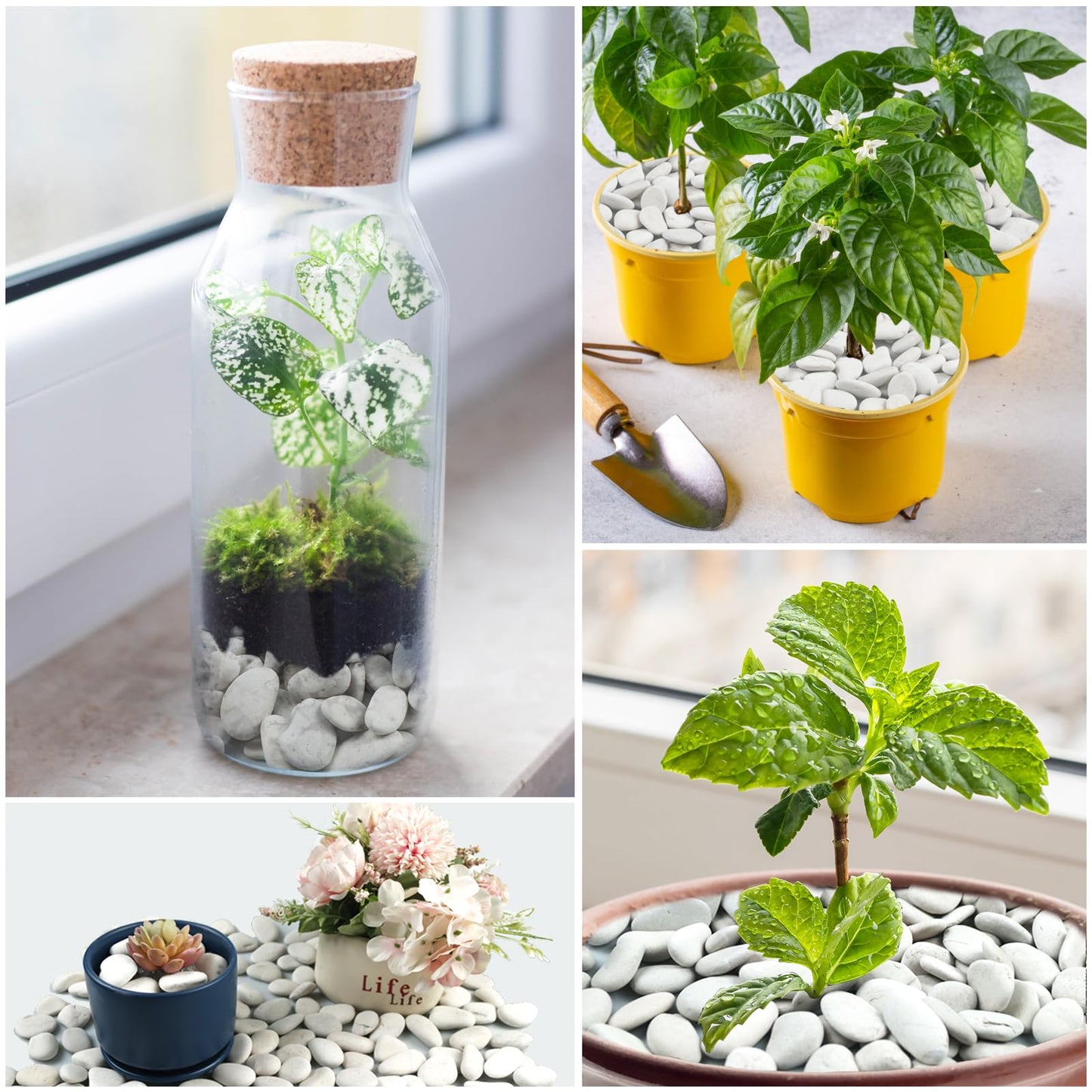 Pearl White Pebbles for Landscaping,Ideal for Aquarium, Home Decor,Terrarium,Plants