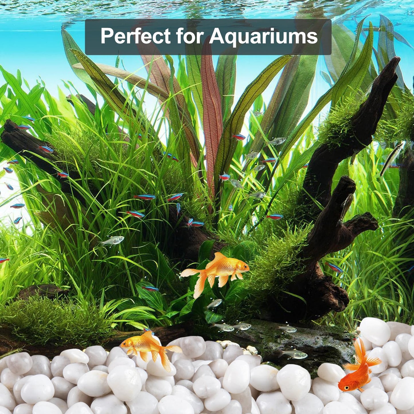 High Polished White Pebbles for Indoor Plants- Aquarium Fish Tank -Outdoor Garden Landscaping