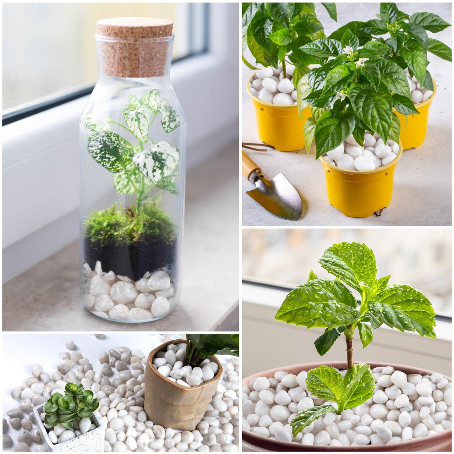 High Polished White Pebbles for Indoor Plants- Aquarium Fish Tank -Outdoor Garden Landscaping