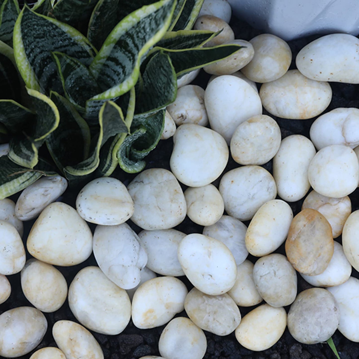 Cream White River Rocks Outdoor Landscaping- Polished Pebble for Plants – Garden Decorative Stones-1-2" Large Plant Rocks,Ideal for Aquarium, Home Decor