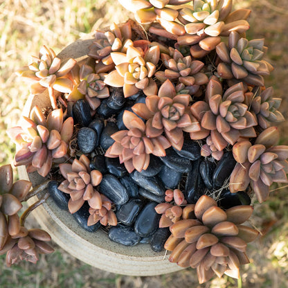 Black Natural River Rocks Polished Pebbles for Landscaping, Plants, Fish Tank, Vases, Succulents, Crafting, Home Decor ,0.3"-0.5"