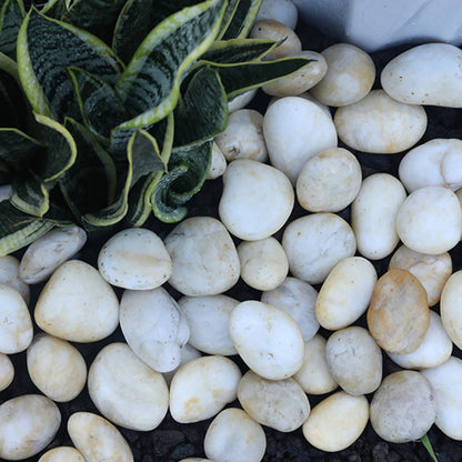 Cream White River Rocks Outdoor Landscaping- Polished Pebble for Plants – Garden Decorative Stones-1-2" Large Plant Rocks,Ideal for Aquarium, Home Decor